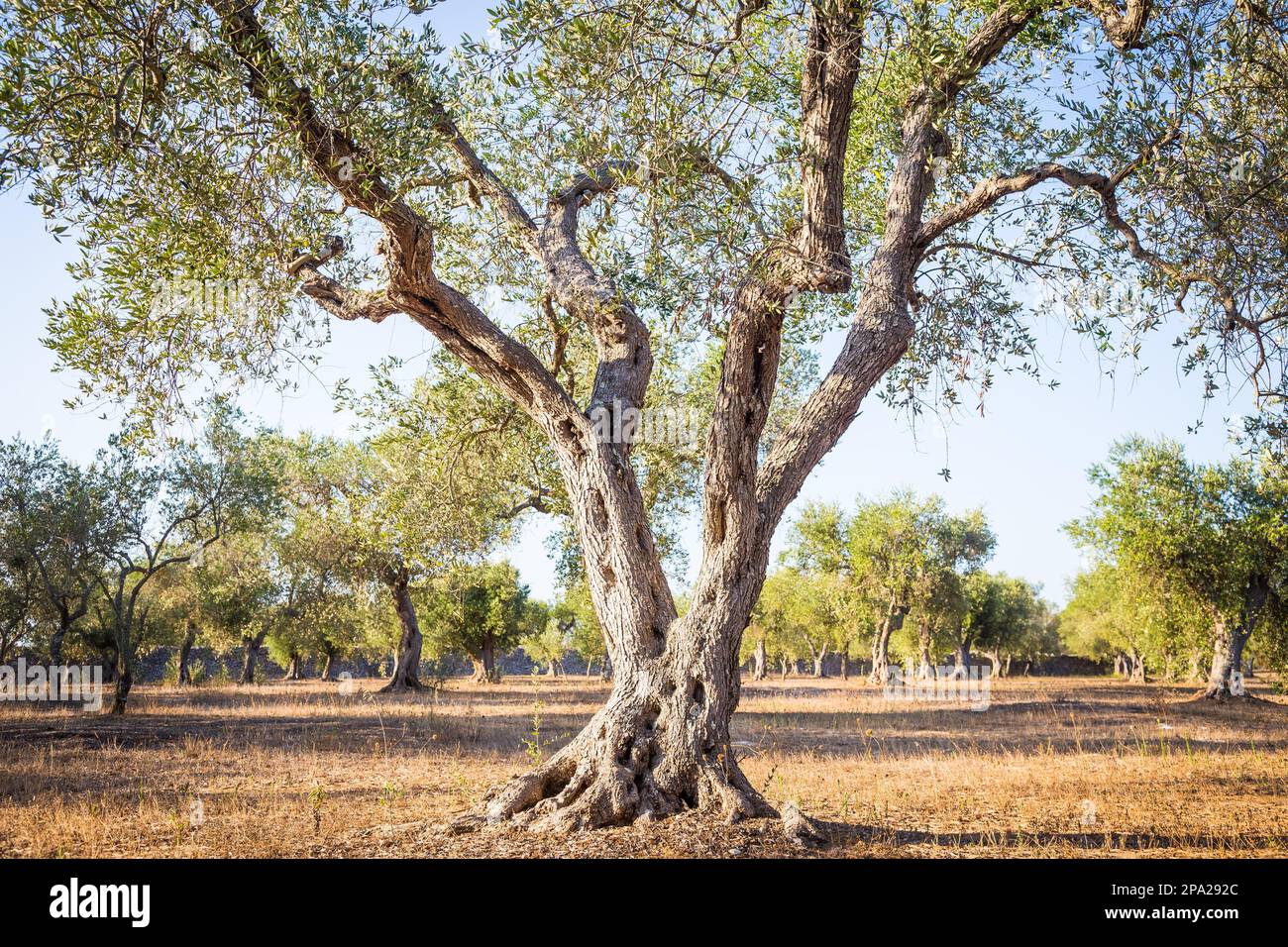 Italy, Puglia Region. One hundred years old olive tree detail Stock Photo
