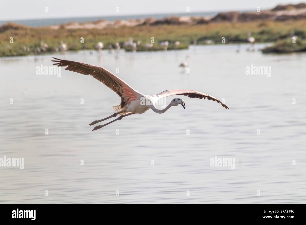 Flamingo Flying in the Sky Tunis, Tunisia Stock Photo