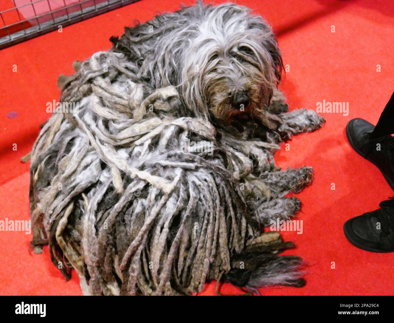 Show Puli Dog known for its long corded coat hi-res stock photography and images ...