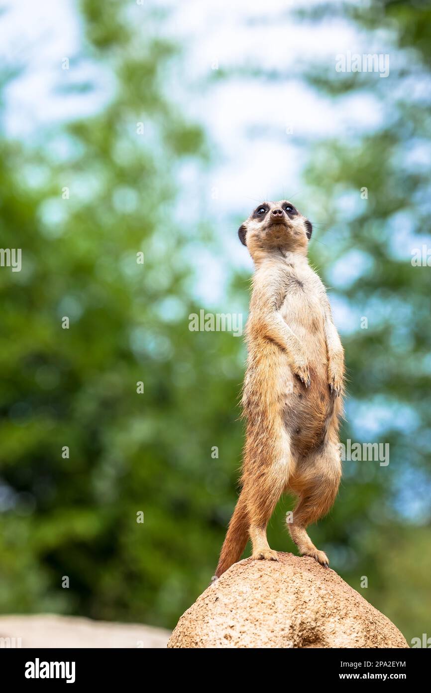 The meerkat attitude is the best surveillance system. He controls the territory and provide protection for the group. Useful for concept of security Stock Photo