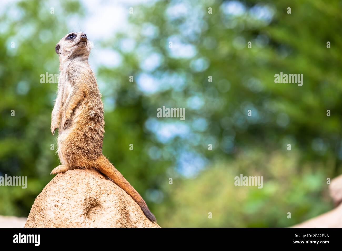 The meerkat attitude is the best surveillance system. He controls the territory and provide protection for the group. Useful for concept of security Stock Photo