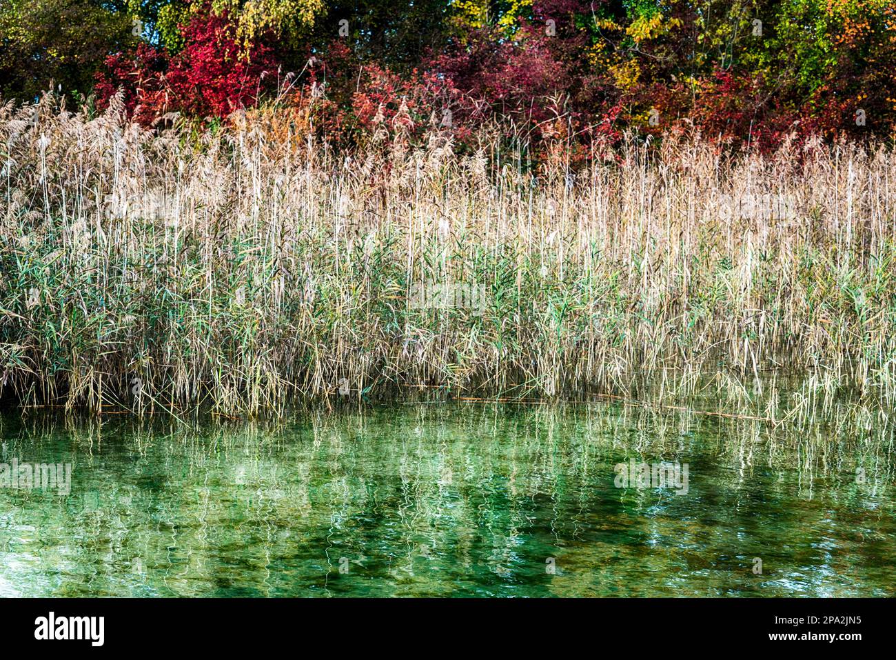 Golden marsh grass with idyllic lake and fall color woodlands behind on