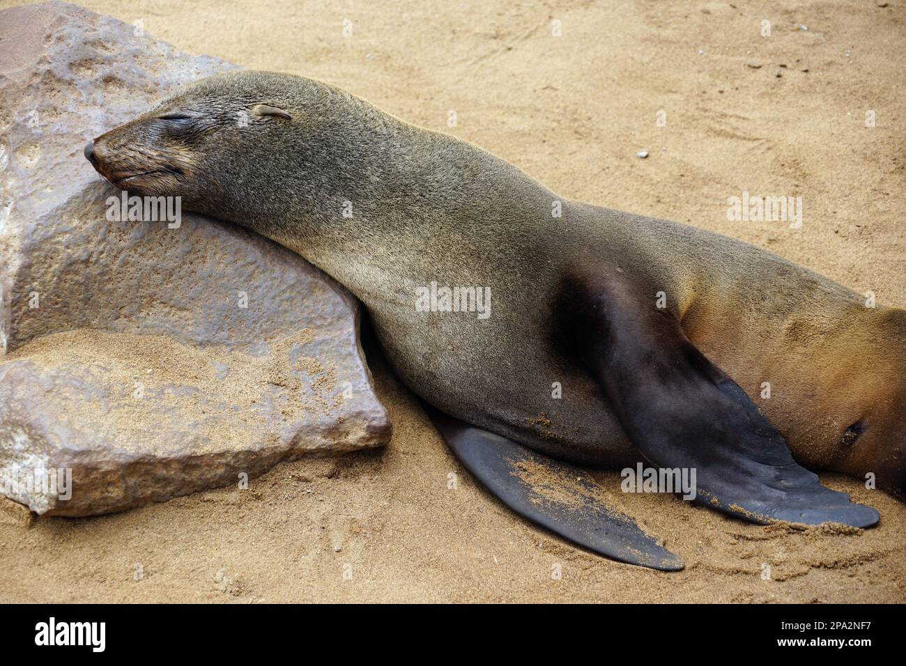 South African fur seal (Arctocephalus pusillus), Cape Cross Seal Reserve, Cape Cross, Dorob National Park, Republi, Cape Cross, Eared Seal, Namibia Stock Photo