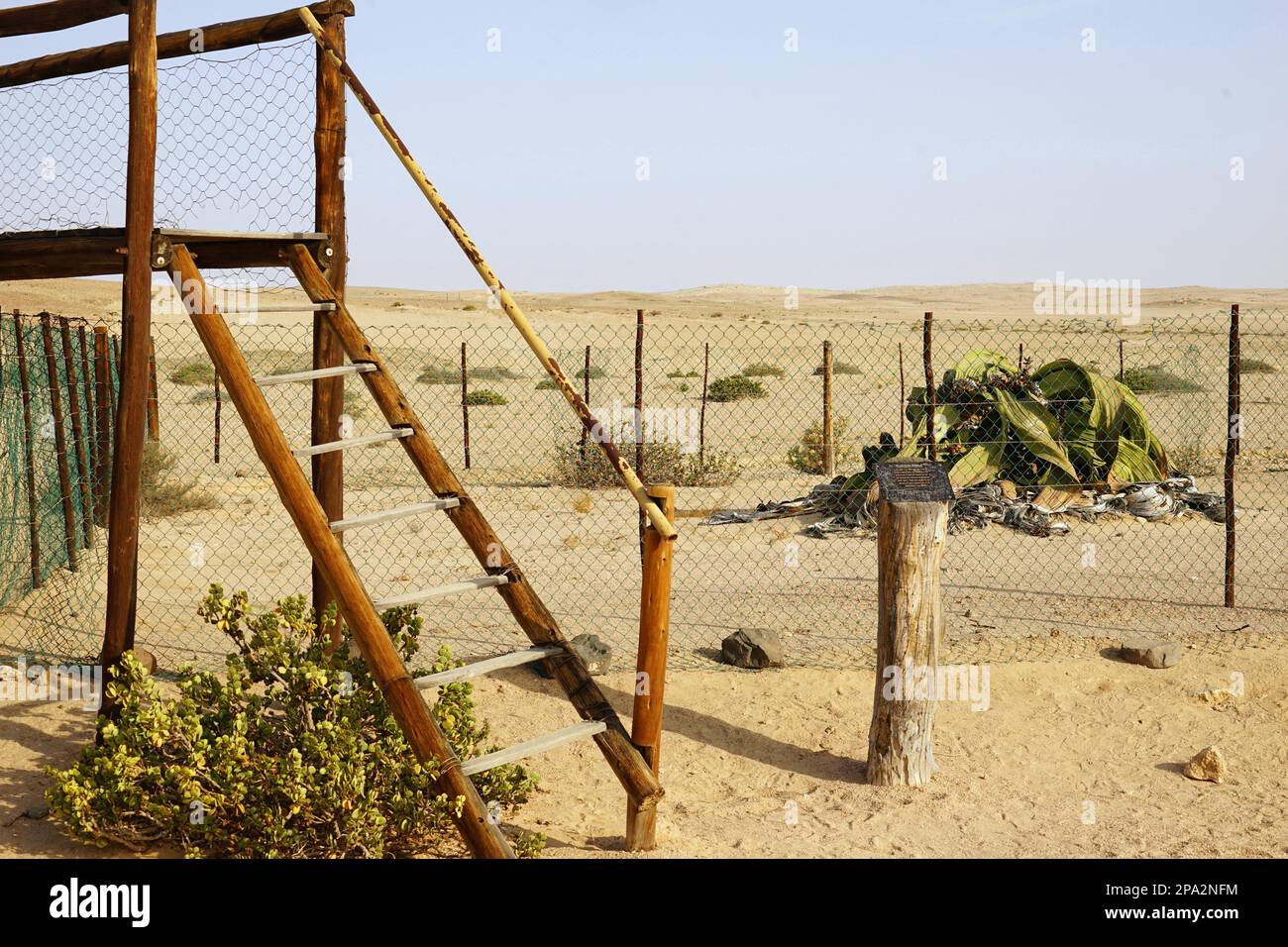 WELWITSCHIA UNIVERSITY NAMIBIA visual data 7