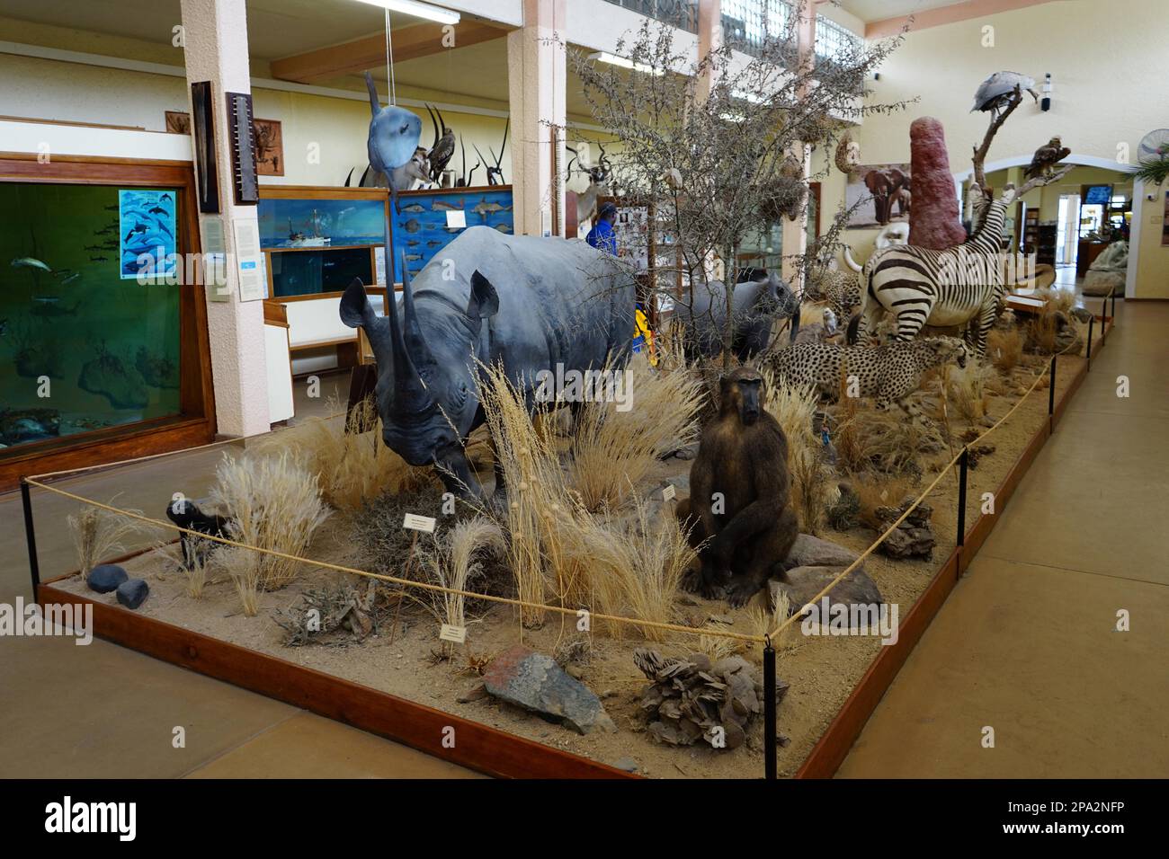 African Animals, Swakopmund Museum, Swakopmund, Republic of Namibia