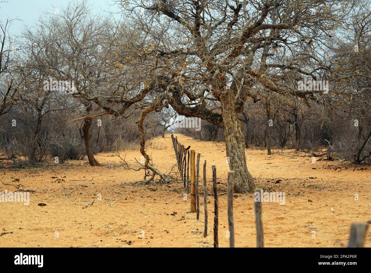 Fence between 2 farms, road D2512, Republic of Namibia Stock Photo