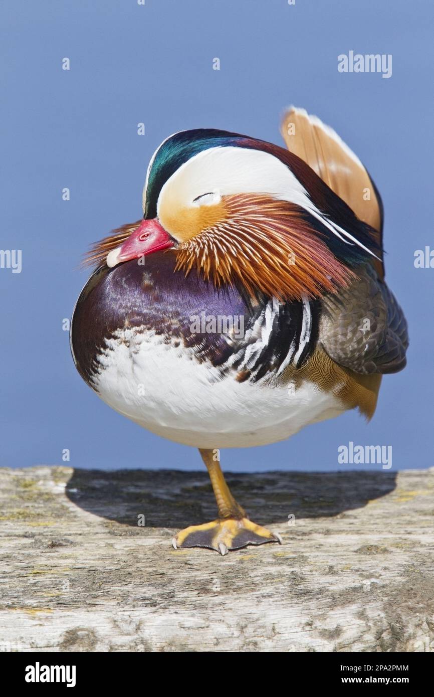 Mandarin duck (Aix galericulata) introduced species, adult male