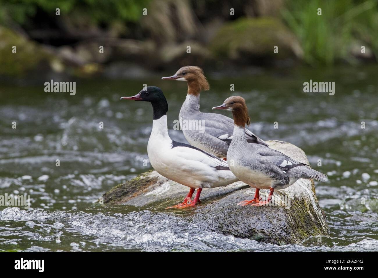 Common merganser (Mergus merganser) adult male and two females standing on a rock in the river, Aberdeenshire, Scotland, United Kingdom Stock Photo