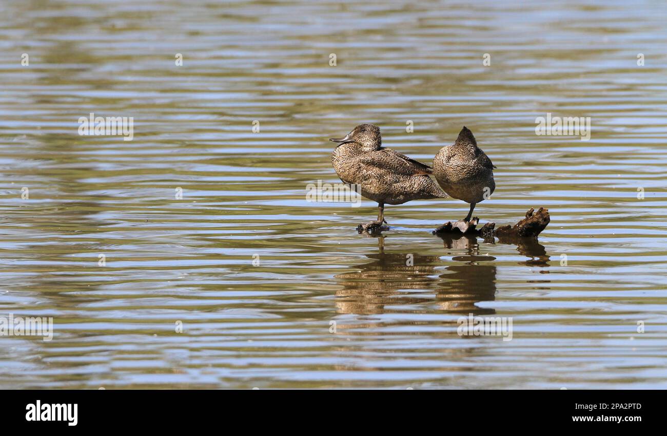 Freckled Duck (Stictonetta naevosa) adult pair, roosting on submerged log in water, Hasties Swamp N. P. Atherton Tableland, Great Dividing Range Stock Photo