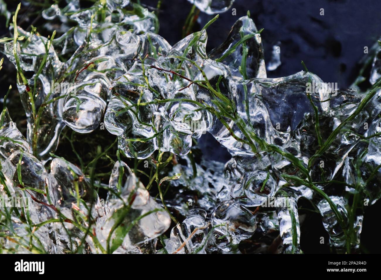 Wild blueberries covered with thick layer of ice during chilly weather of February in Scandinavia, Sweden. Stock Photo