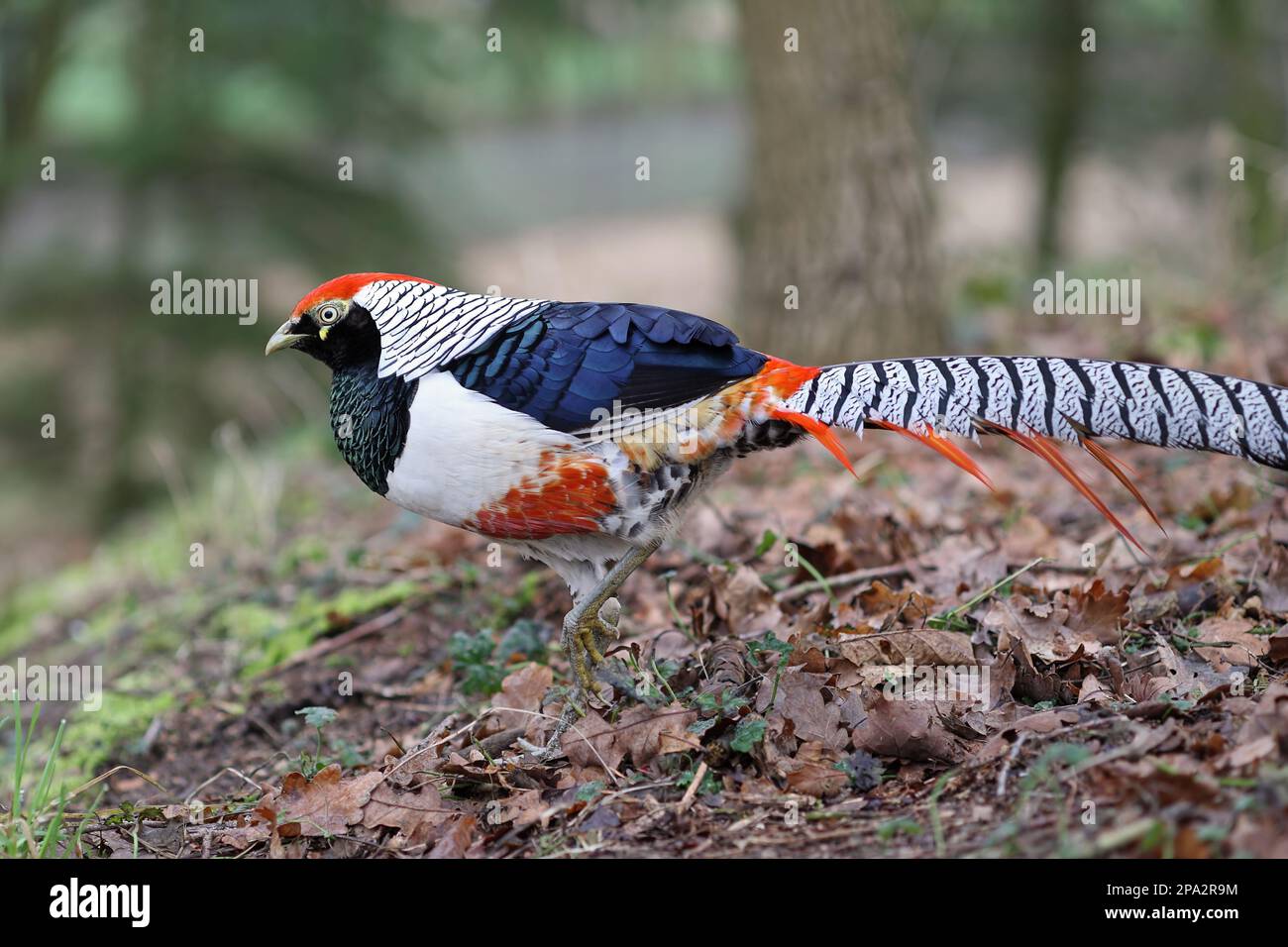 Lady Amherst's Pheasant (Chrysolophus amherstiae) introduced species, adult male, walking amongst fallen leaves, Norfolk, England, United Kingdom Stock Photo