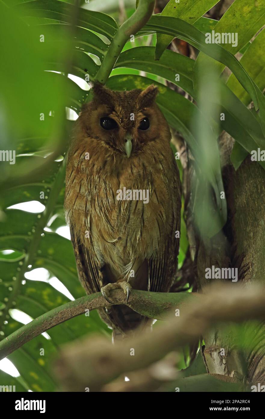 Jamaican owl (Pseudoscops grammicus), Jamaican owls, owls, animals