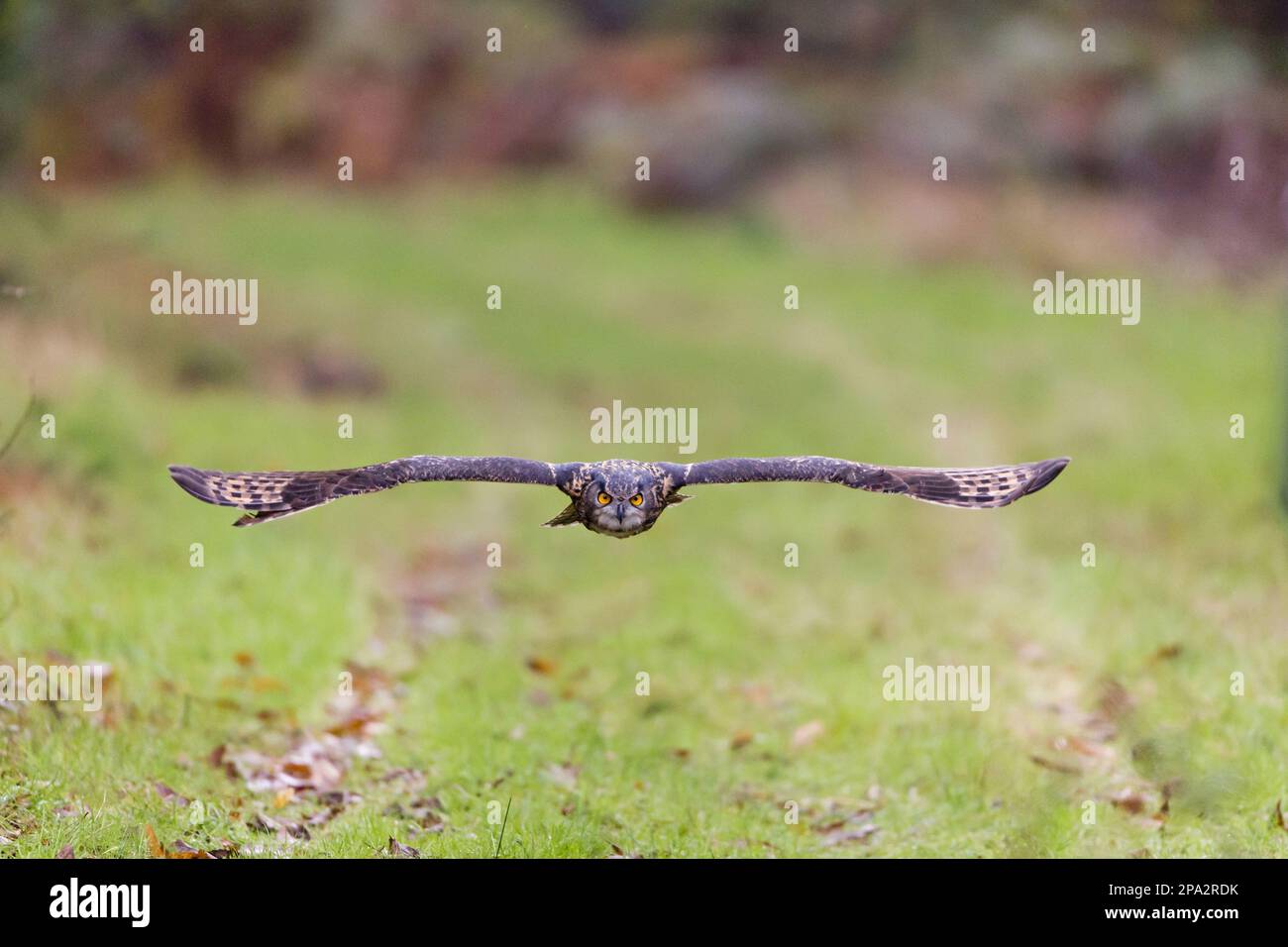 Eurasian eagle-owl (Bubo bubo), European owls, Owls, Animals, Birds, Eurasian Eagle-owl adult, in flight (captive) Stock Photo