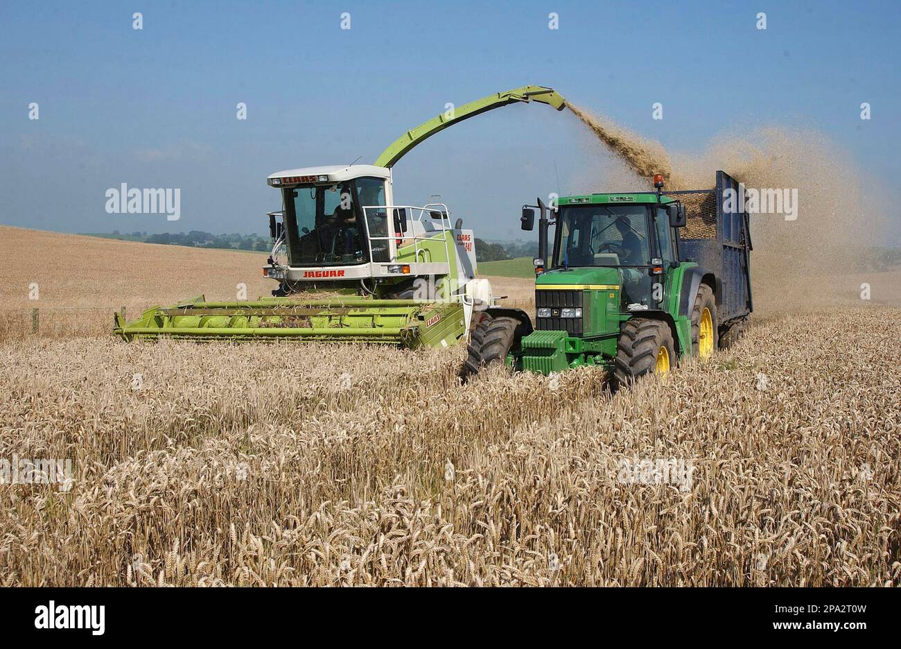 Wheat (Triticum aestivum) crop, forage harvesting wholecrop wheat
