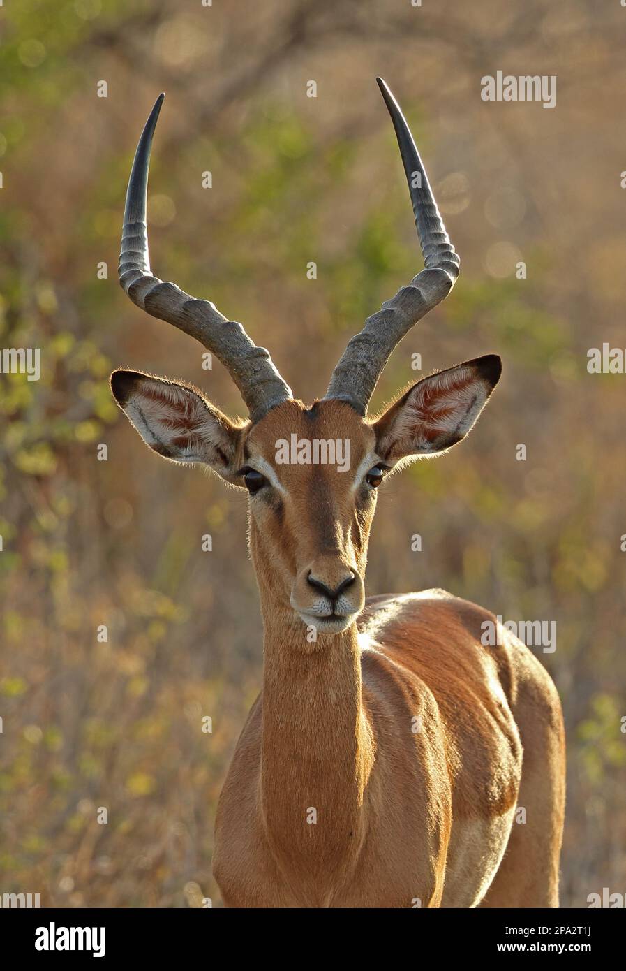 Impala, Black heeled antelope, Impalas (Aepyceros melampus), Black heeled antelopes, Antelopes, Ungulates, Even-toed ungulates, Mammals, Animals Stock Photo