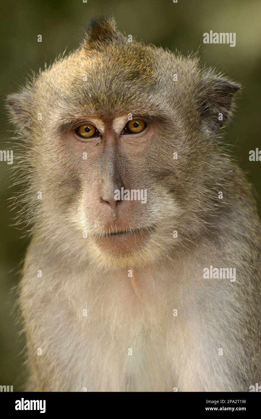 Crabeating macaques (Macaca fascicularis), Javanese monkeys, Longtailed macaque, Monkeys