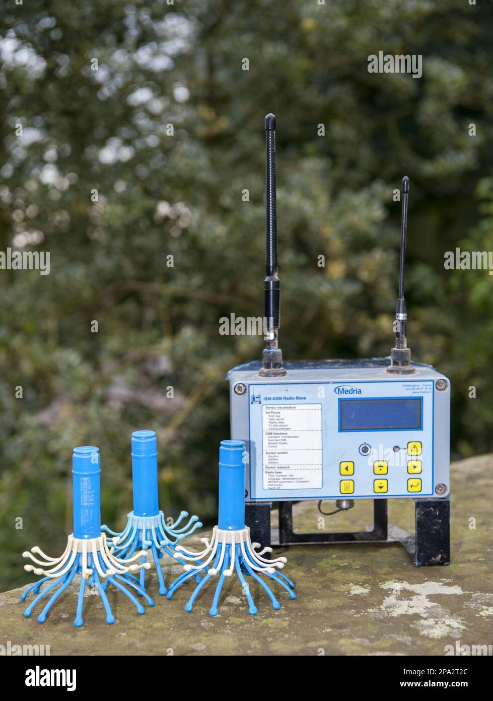 Cattle farming, electronic calving thermometer that is placed inside