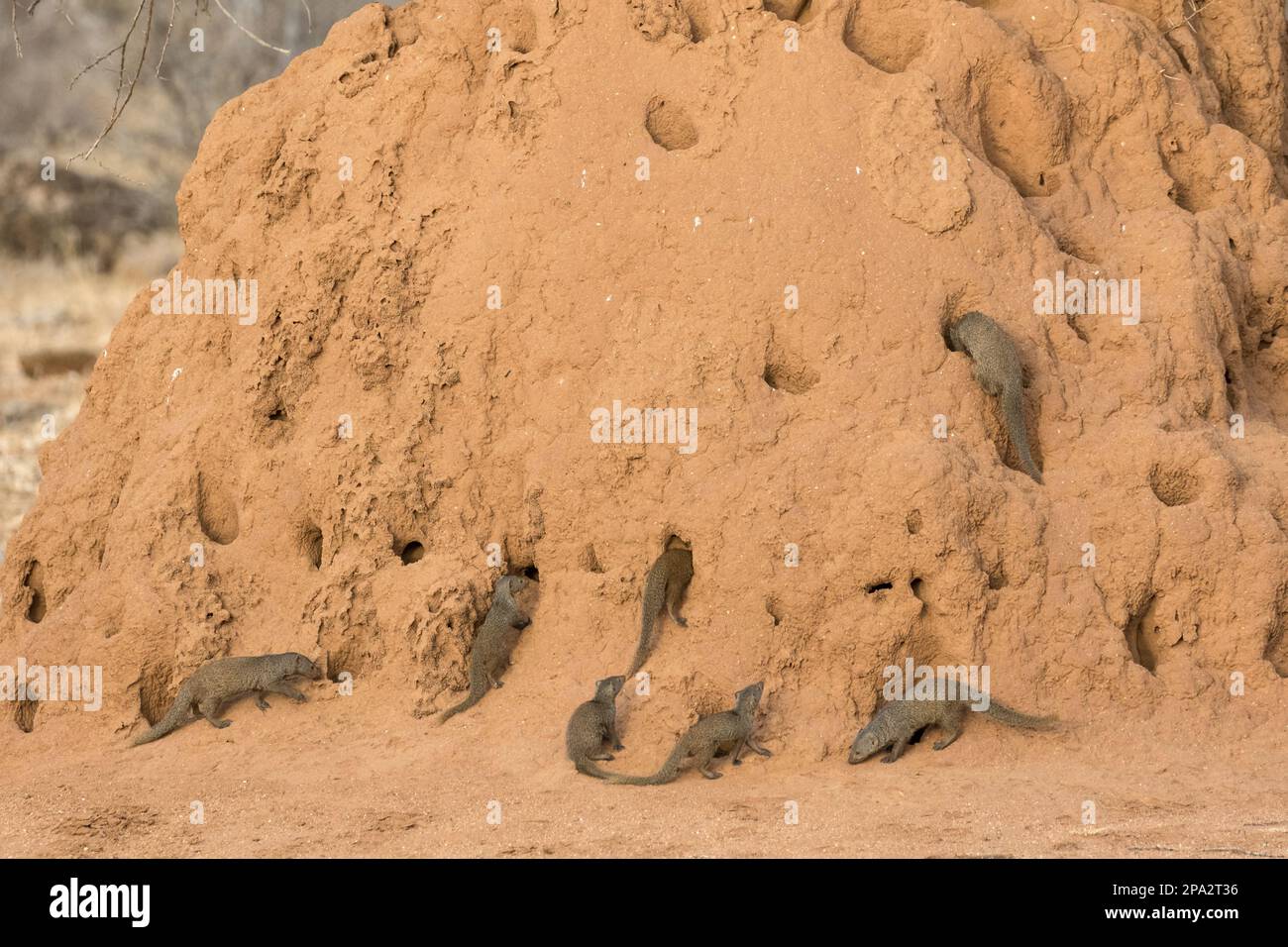 Southern Dwarf Mongoose, dwarf mongooses, dwarf mongoose, dwarf