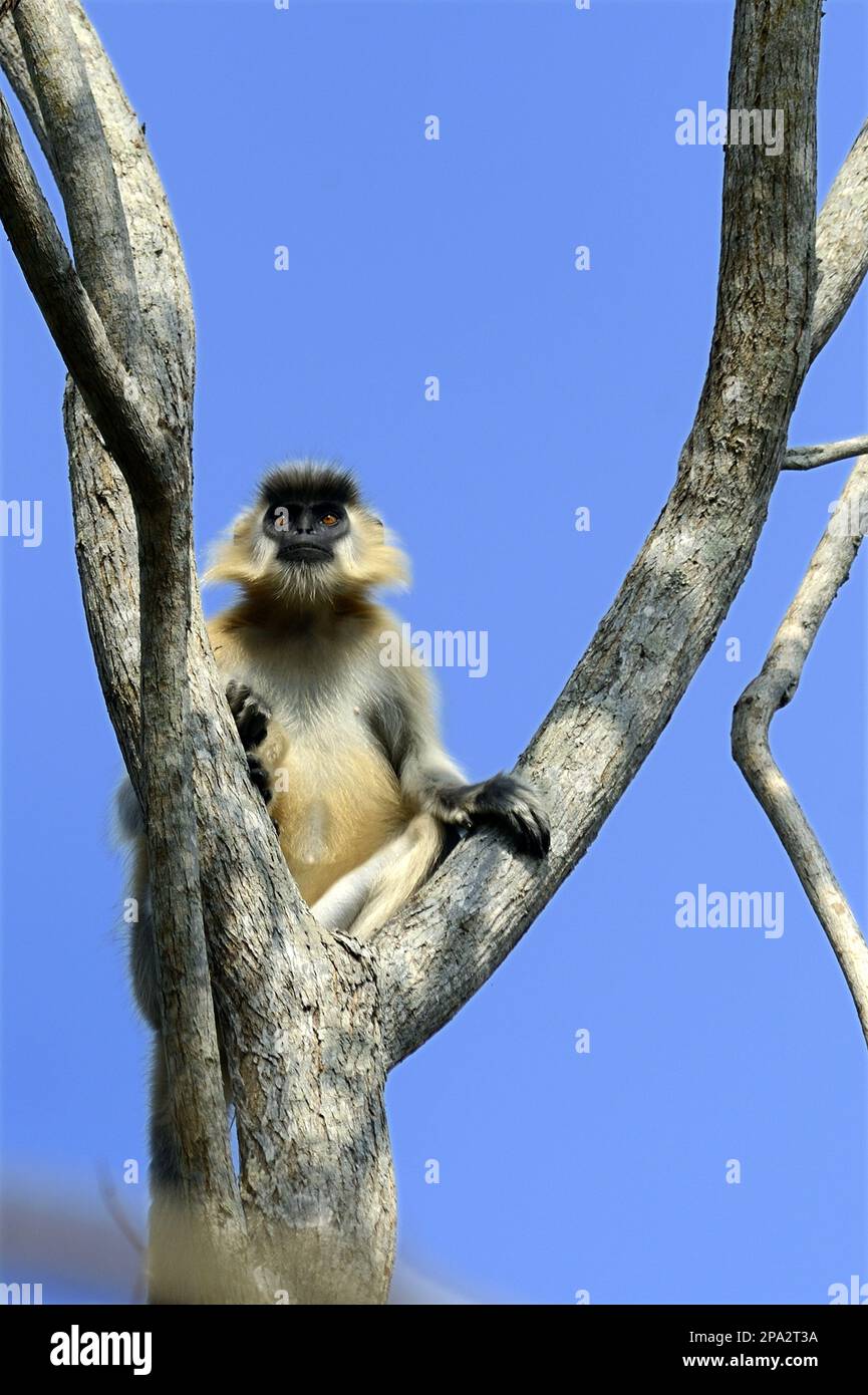 Capped langur (Trachypithecus pileatus), Capped langurs, endangered