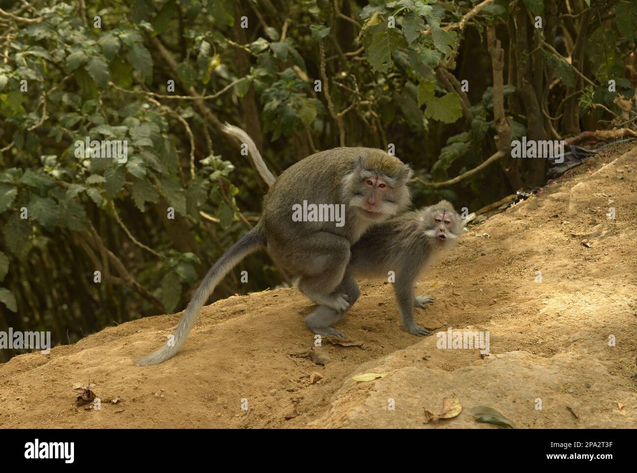 Crabeating macaques (Macaca fascicularis), Javanese monkeys, Longtailed macaque, Monkeys