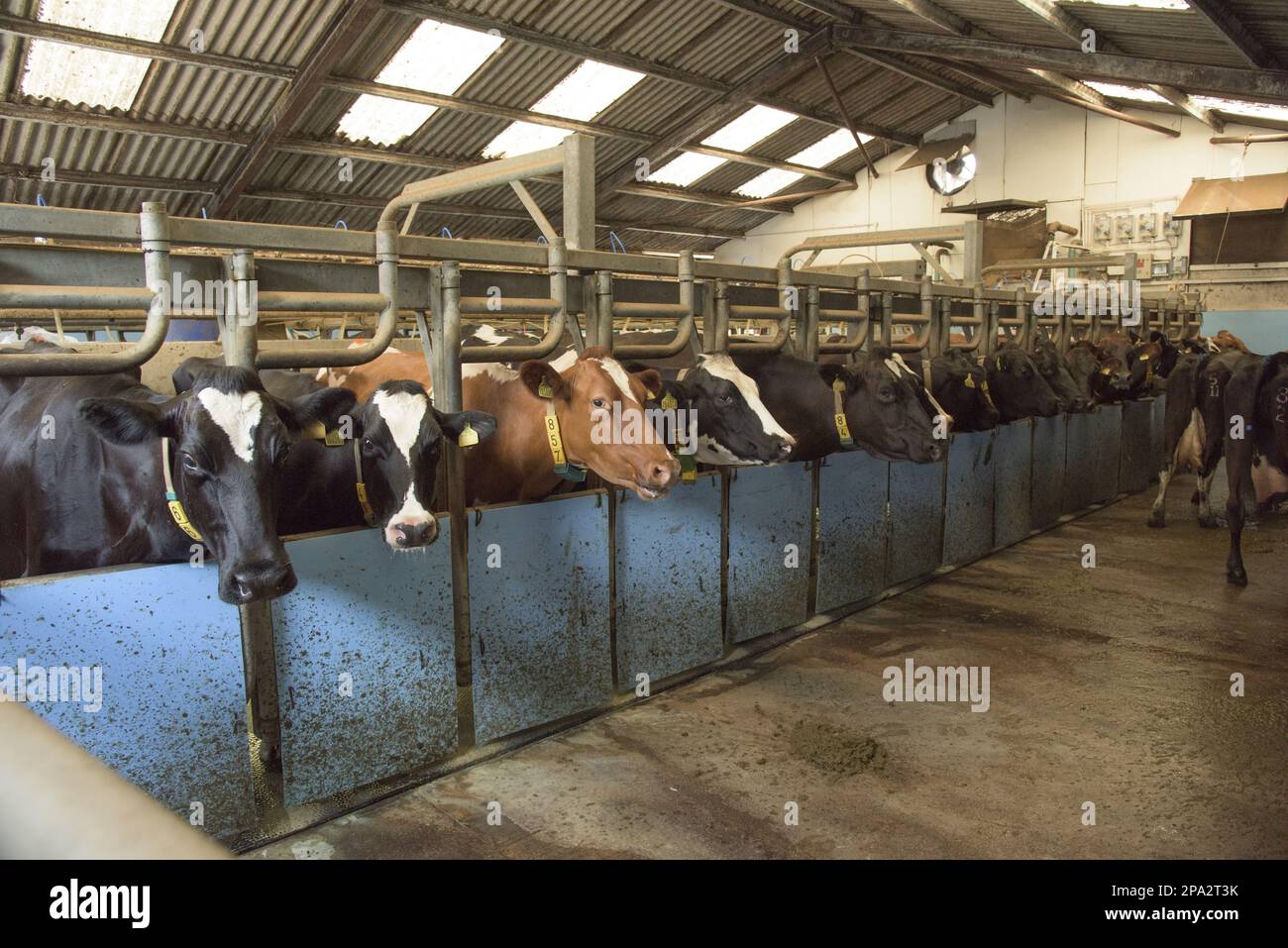 Dairy farming, cows being milked in 16:32 rapid exit milking parlour, Frome, Somerset, England, United Kingdom Stock Photo