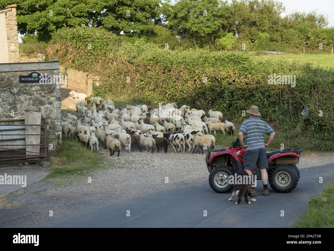 Sheep farming, shepherd with quadbike and sheepdog, moving flock along road, Branscombe, Seaton, Devon, England, United Kingdom Stock Photo