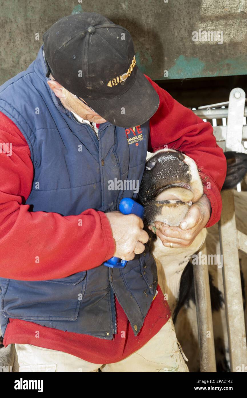 Cattle farming, farmer doses cow with trace element bolus for better health, England, United Kingdom Stock Photo