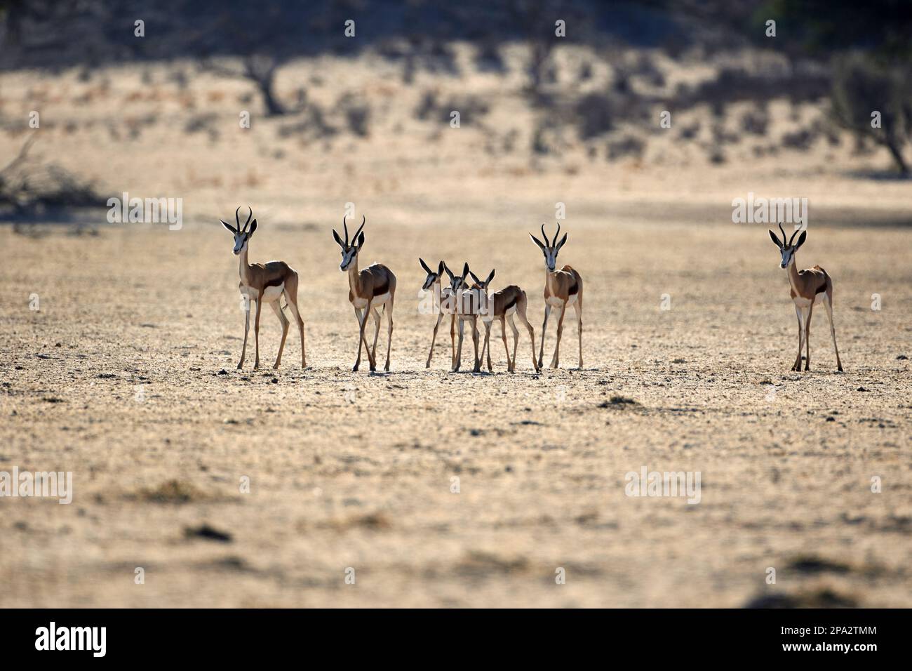 Springbok (Antidorcas marsupialis) adults and calves, herd walking in dry riverbed, Kalahari Gemsbok N. P. Kgalagadi Transfrontier Park, Northern Stock Photo
