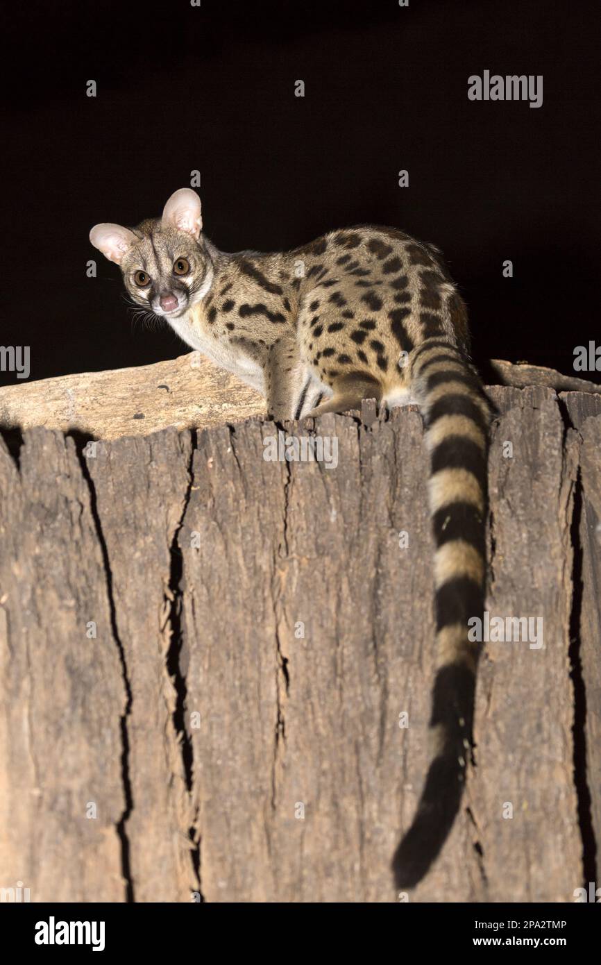 Rustyspotted maculata), Largespotted Large