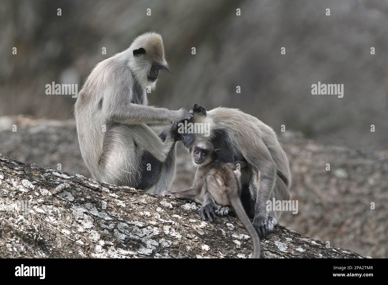 Tufted Grey Langur (Semnopithecus priam thersites) two adult females and baby, mutual grooming, sitting in tree, Sri Lanka Stock Photo