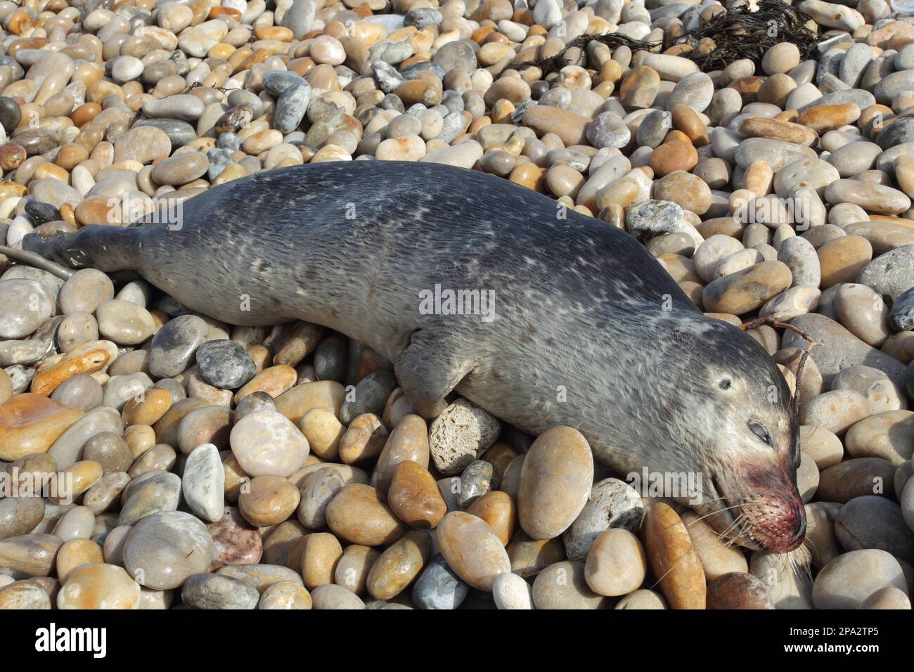 Seal, common seal, harbour harbor seals (Phoca vitulina), common seals