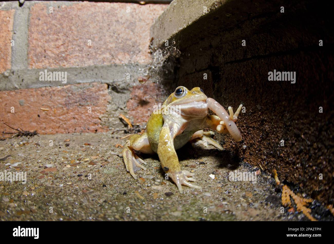 Common Frog (Rana temporaria) adult, feeding on earthworm, in garden beside house at night