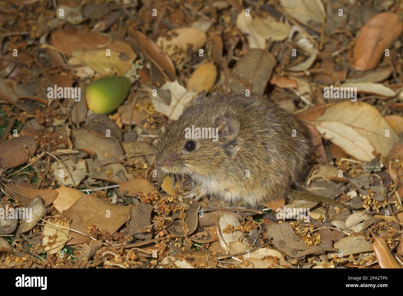 Field Mouse, common voles (Microtus arvalis), vole, voles, mice