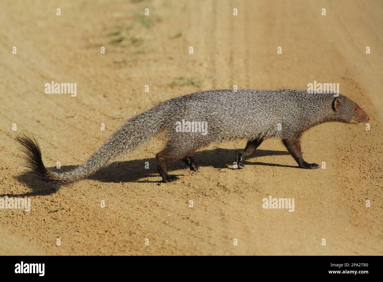 Ruddy Mongoose (Herpestes smithii zeylandicus) adult, walking across dirt track, Udalawawe N. P. Sri Lanka Stock Photo