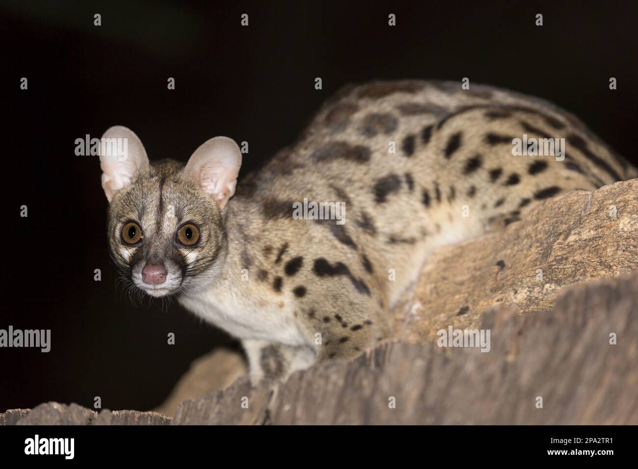 Large spotted at night hires stock photography and images Alamy