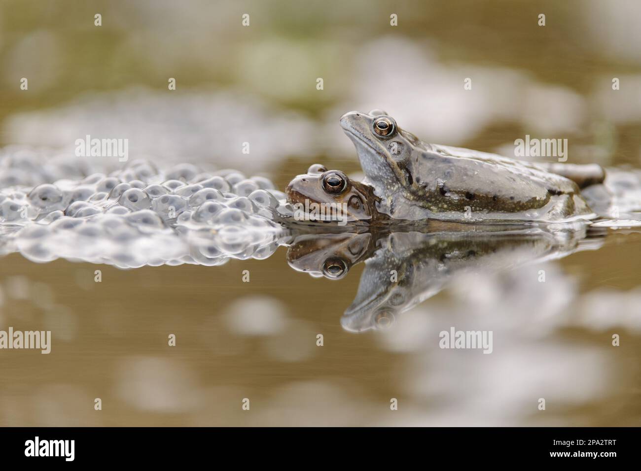 Common Frog (Rana temporaria) adult pair, in amplexus beside spawn at breeding pool, Cannock ...