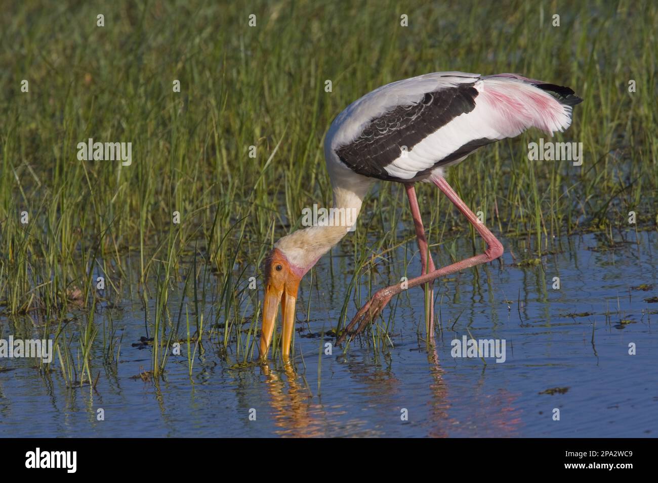 Painted stork, Sri Lanka Stock Photo