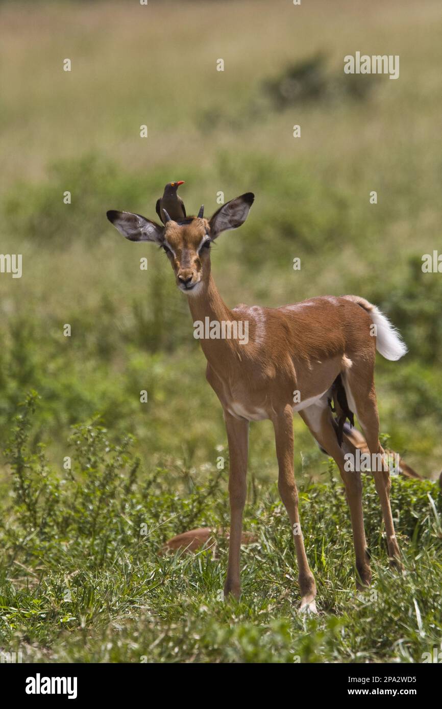 Impala, black heeled antelope, impalas, black heeled antelopes