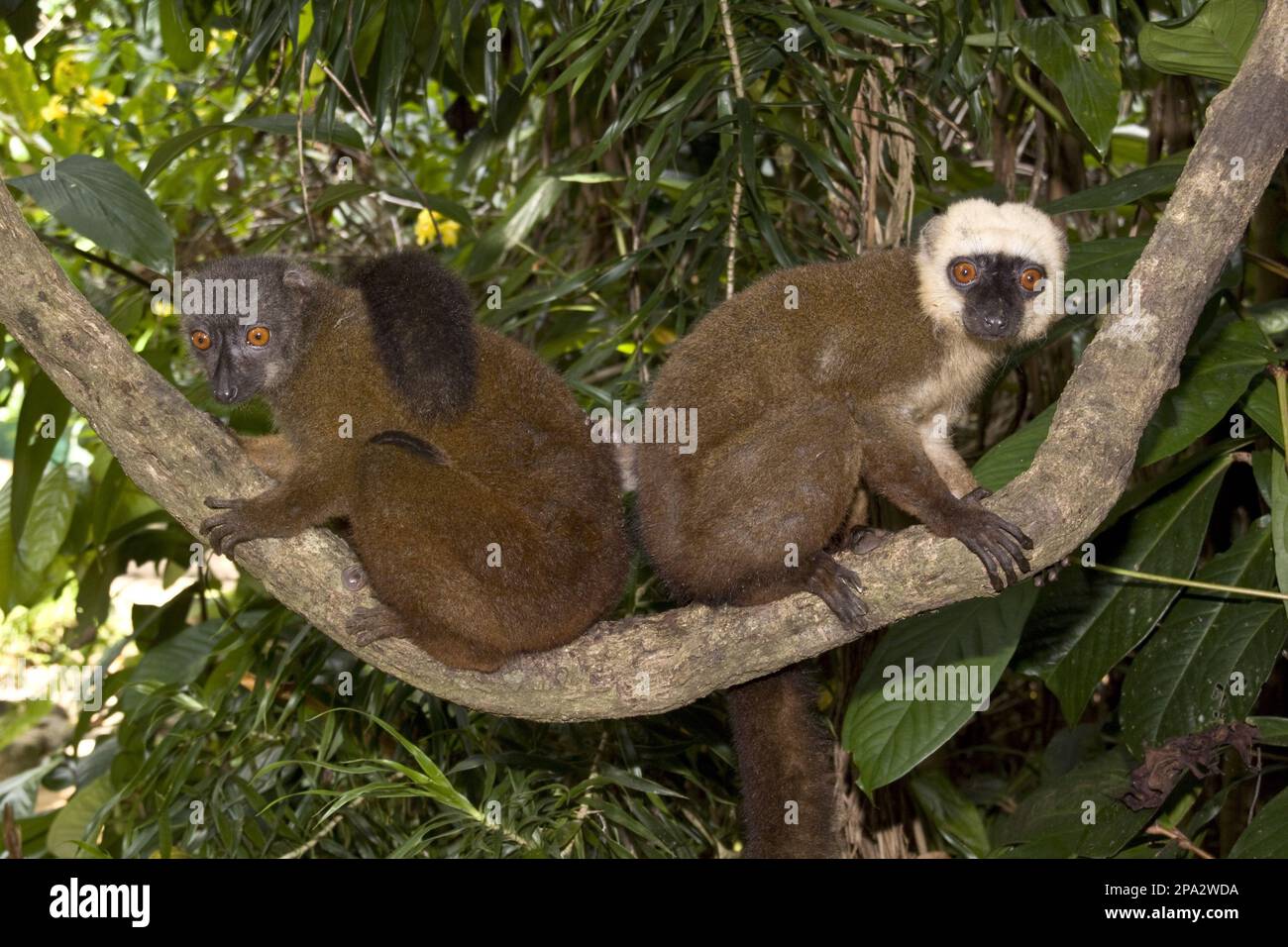 Lemur fulvus albifrons, whiteheaded lemurs (Eulemur albifrons