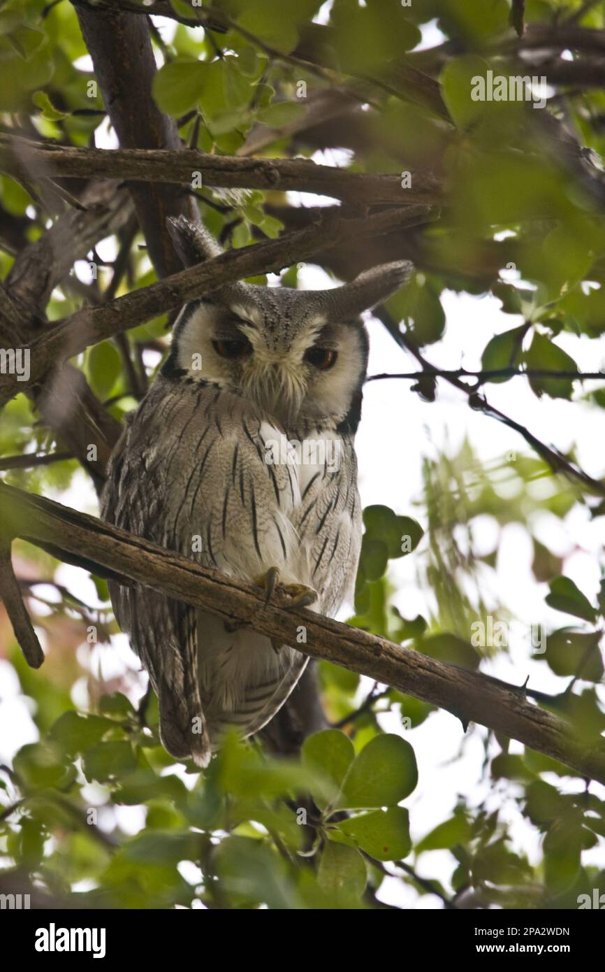 Bush Owl, White-faced Scops Owl, Bush Owls (Ptilopsis leucotis), White-faced Owls, White-faced Scops Owl, White-faced Scops Owl, White-faced Owls Stock Photo