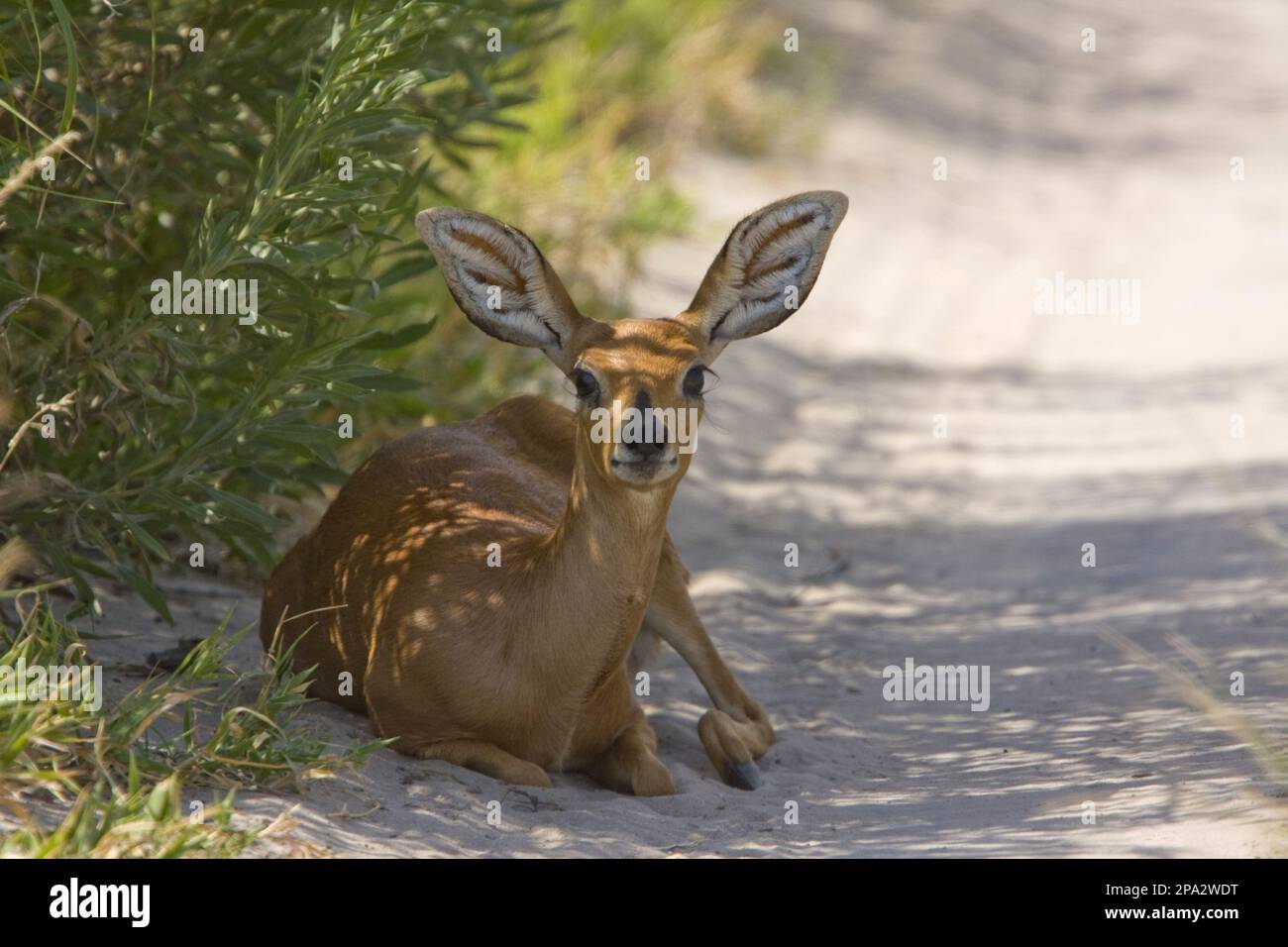 Steenbok, Steenbok, Steenbok, Antelope, Antelopes, Ungulates, Even-toed ...