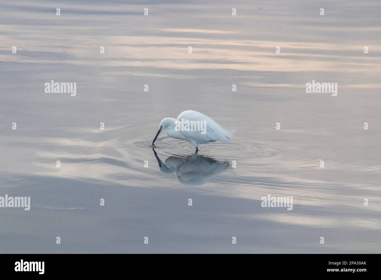 Little Egret forages in the waters of a lake Stock Photo