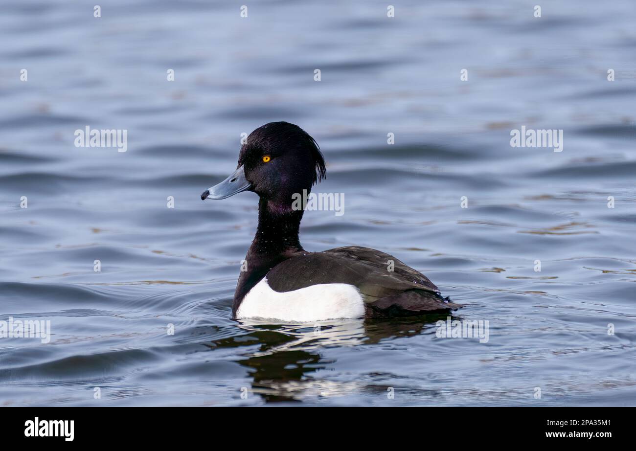 A solitary male Tufted Duck, (Aythya fuligula), also known as the Tufted Pochard, on a lake in Fleetwood, Lancashire, UK Stock Photo