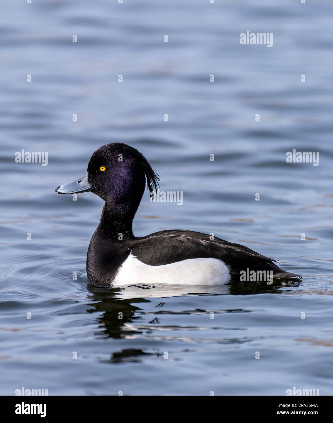 A solitary male Tufted Duck, (Aythya fuligula), also known as the Tufted Pochard, on a lake in Fleetwood, Lancashire, UK Stock Photo