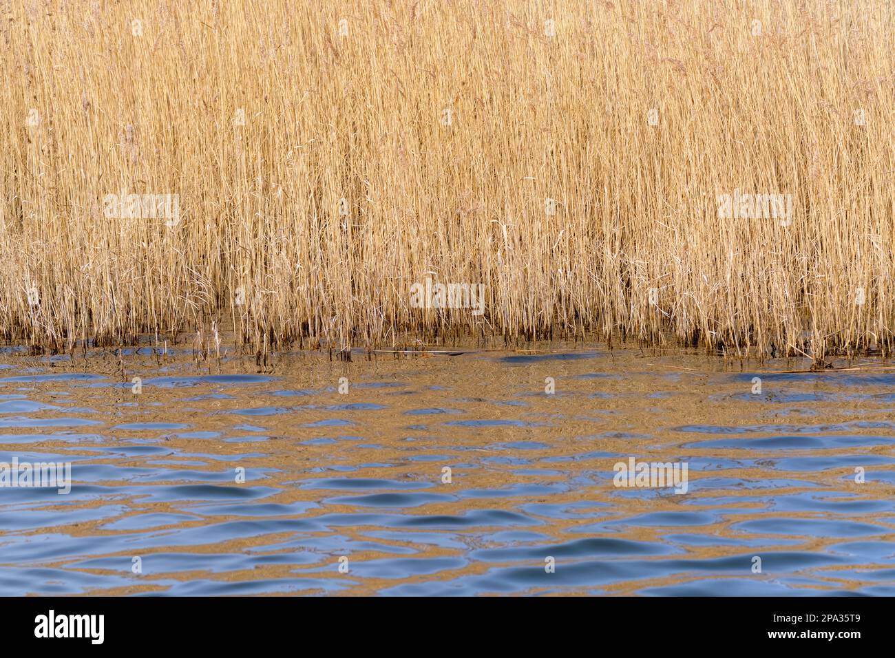 Reed stems in a large reed bed, reflecting in the blue water of a lake Stock Photo