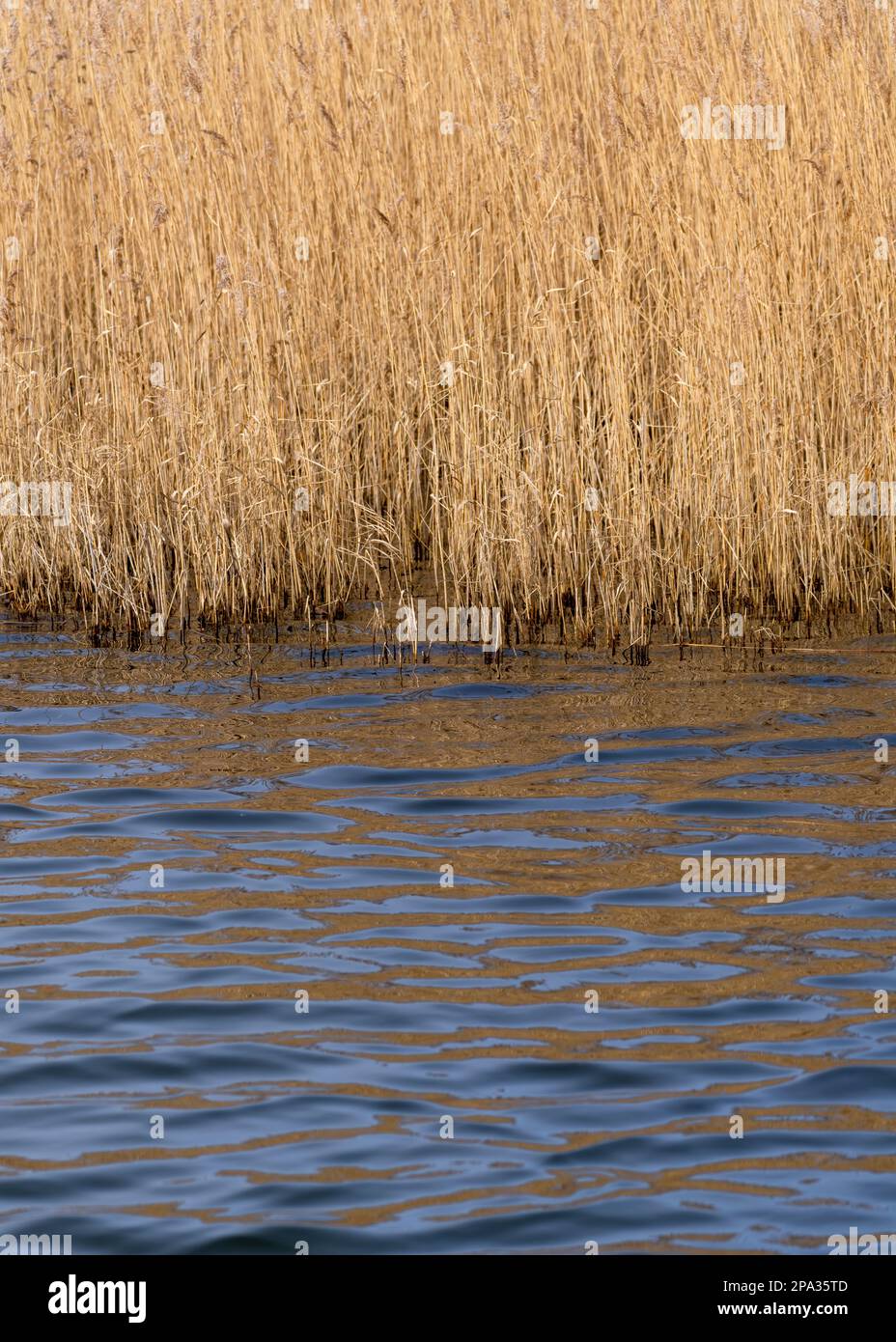Reed stems in a large reed bed, reflecting in the blue water of a lake Stock Photo