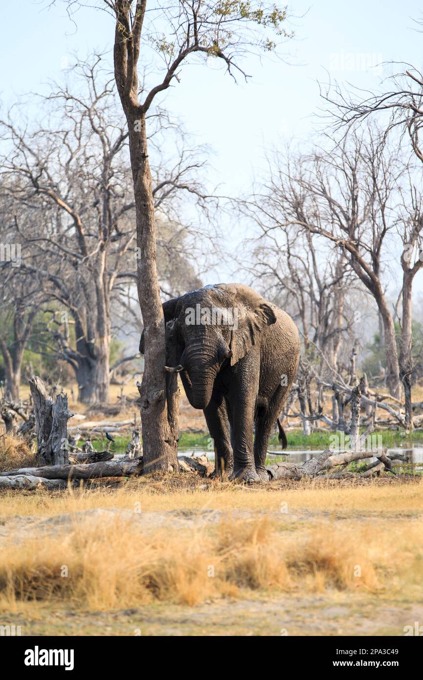 Elephant, Loxodenta africana, rubs his head against a tree trunk. Okavango Delta, Botswana, Africa Stock Photo