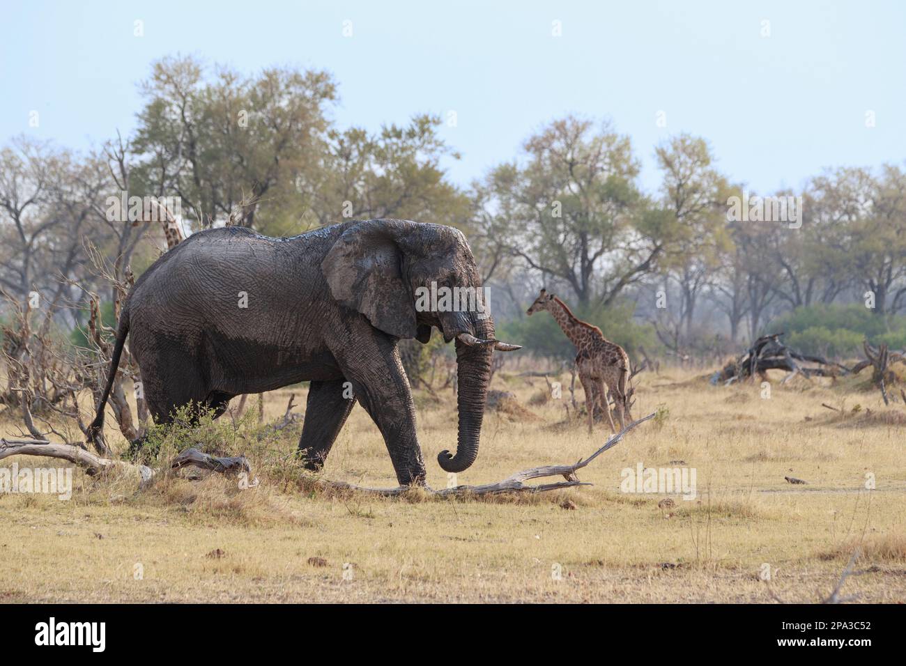 Elephant, Loxodonta africana, crosses from left to right. Behind wild animal is African bushland. Okavango Delta, Botswana, Africa Stock Photo