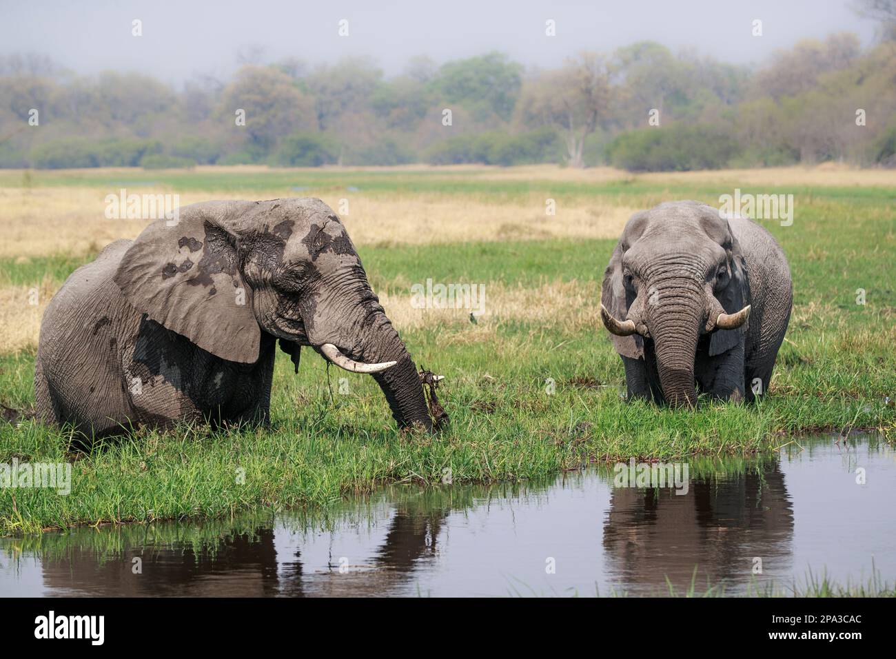 2 Elephants, Loxodenta africana, feeds in marshland. Wild animal stands in water surrounded by water greenery. Okavango Delta, Botswana Stock Photo