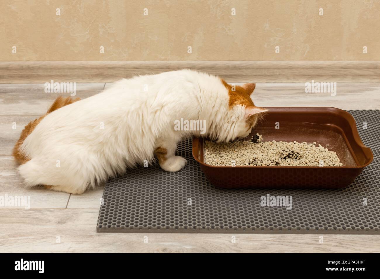 the cat went to the cat litter box. toilet for cats. keeping a domestic